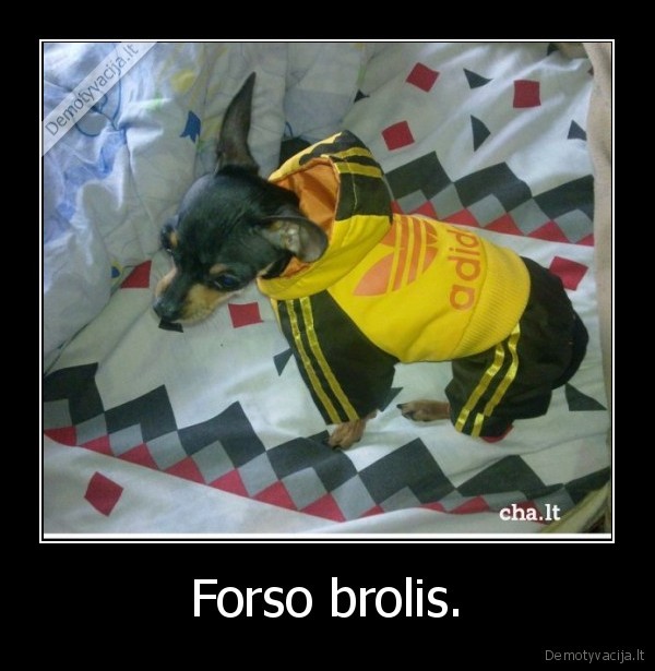 Forso brolis.