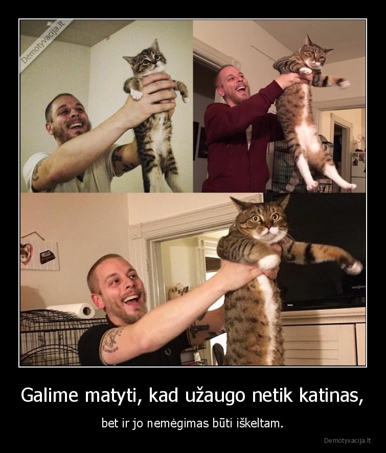 katinas,kate,pakelimas