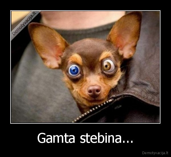 Gamta stebina...