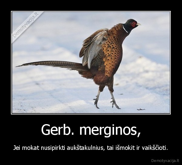 Gerb. merginos,