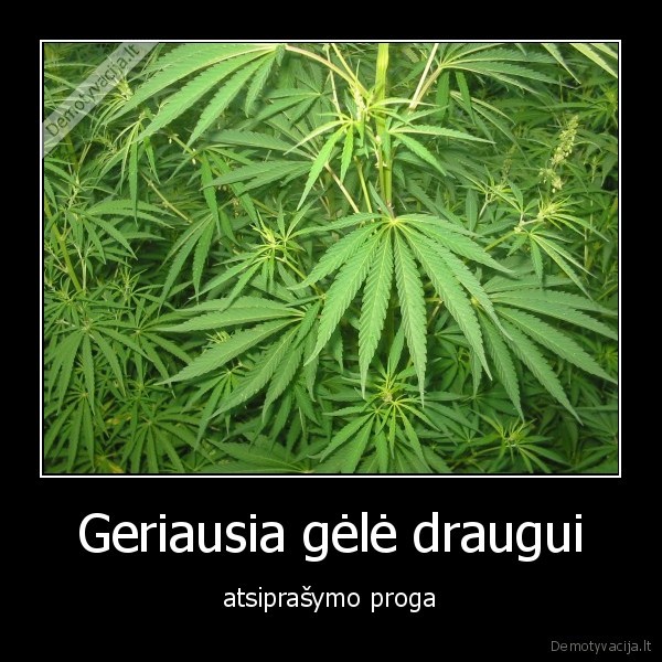 Geriausia gėlė draugui