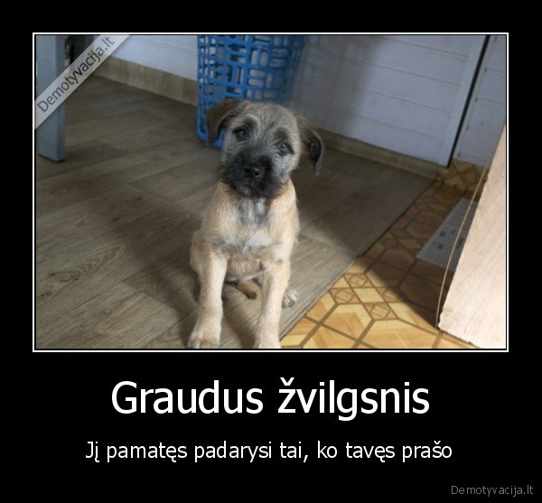 Graudus žvilgsnis