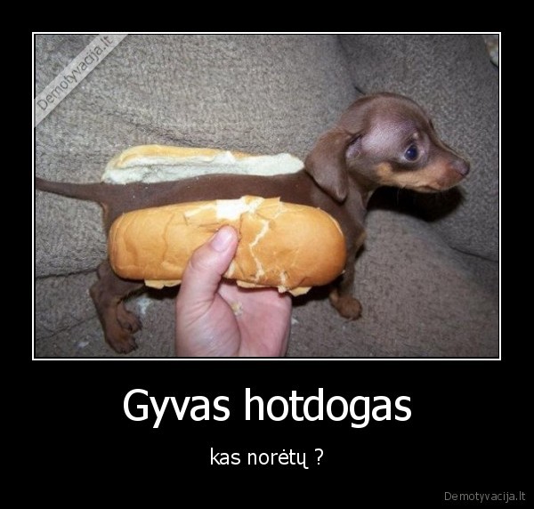 Gyvas hotdogas