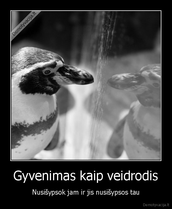 veidrodis,pingvinas,atspindys,gyvenimas,sypsnena