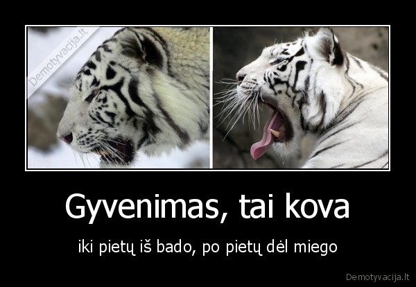 Gyvenimas, tai kova