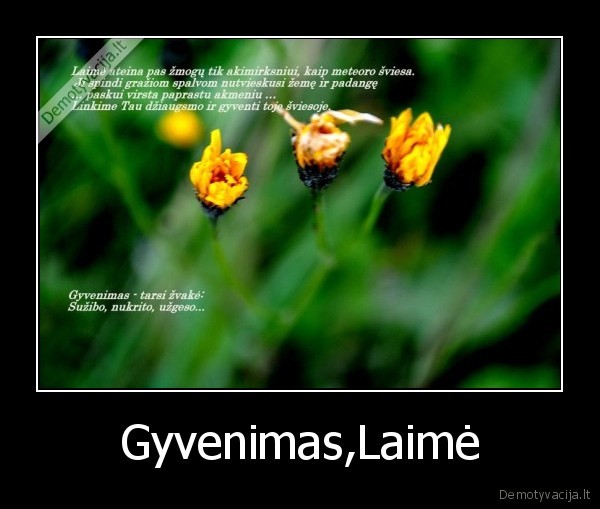 Gyvenimas,Laimė