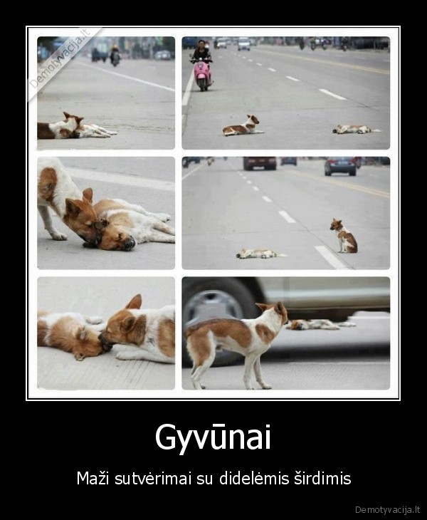 Gyvūnai