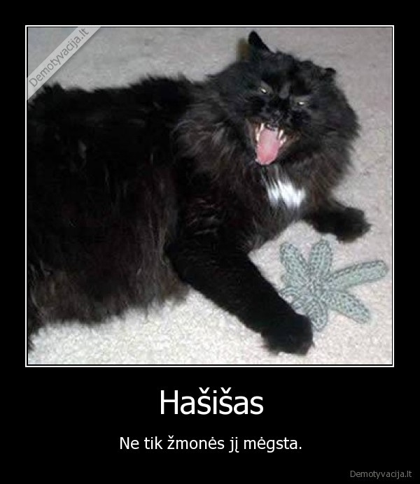 hasisas, kates, zmones