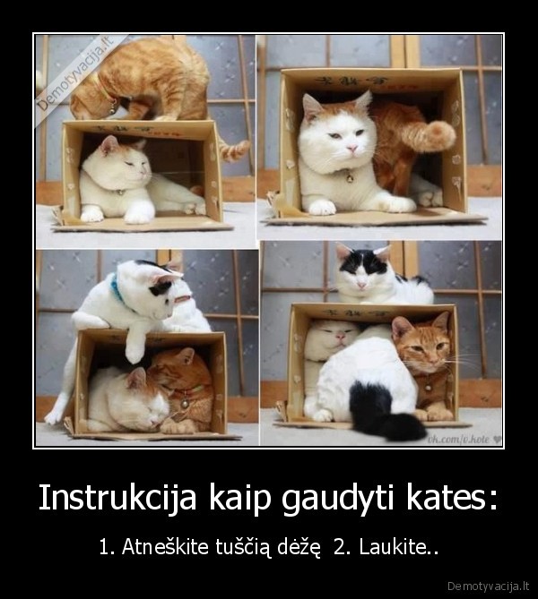 Instrukcija kaip gaudyti kates: