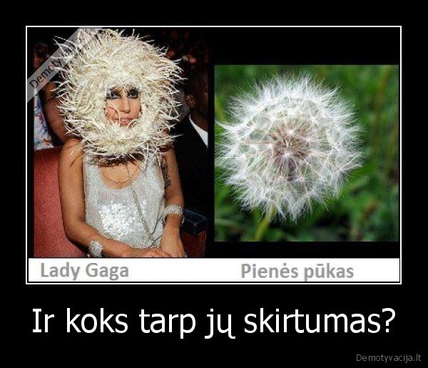 lady, gaga,jokes