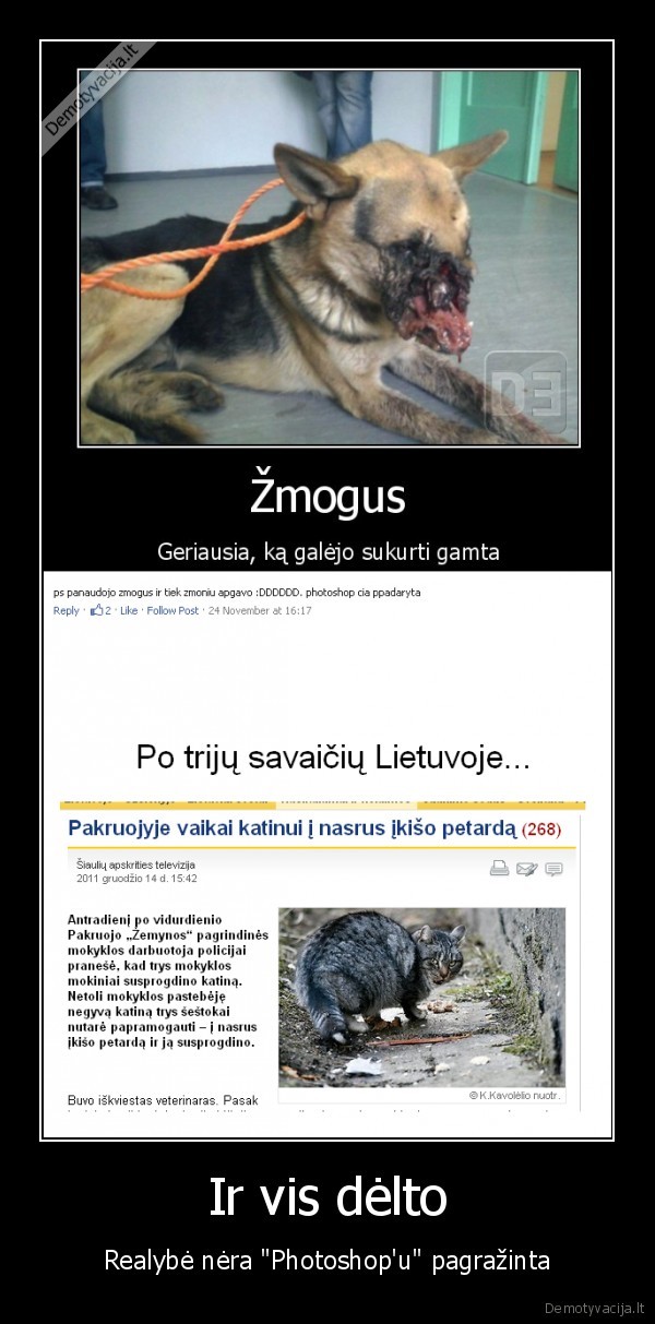 katinas, suo, petarda, ziaurumas, ziaurus, zmogus