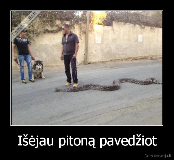 Išėjau pitoną pavedžiot