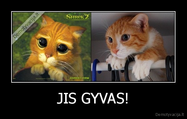 JIS GYVAS!