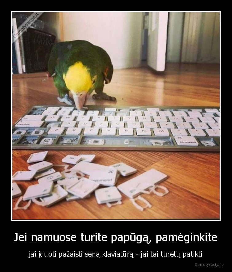 papuga,klaviatura