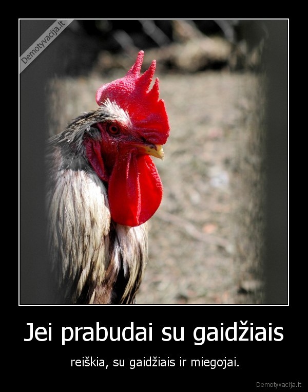 Jei prabudai su gaidžiais