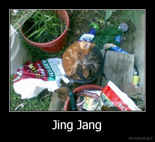 Jing Jang