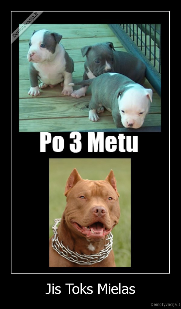 pitbull,miela