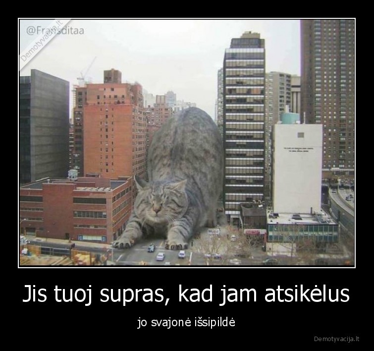 katinas,katzilla,godzila,didelis