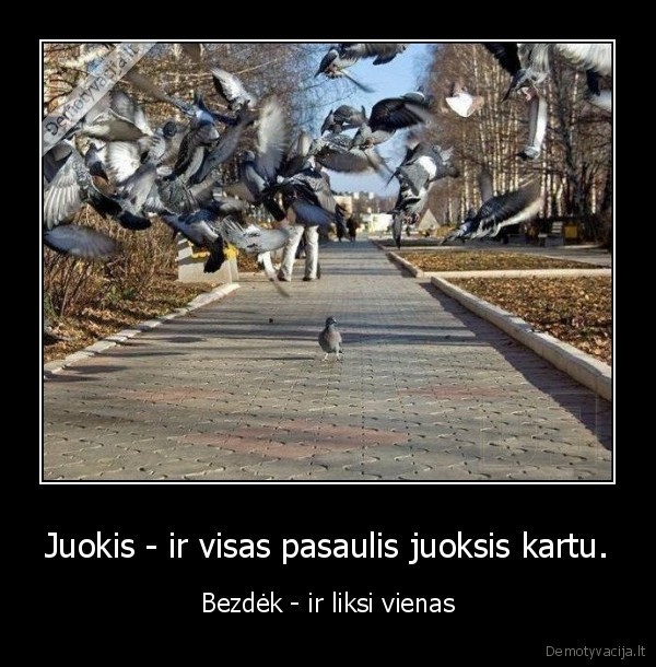 bezdek, juokis