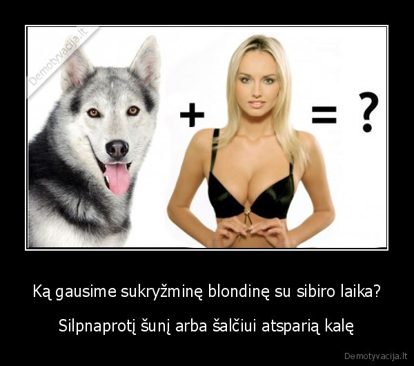 Ką gausime sukryžminę blondinę su sibiro laika?