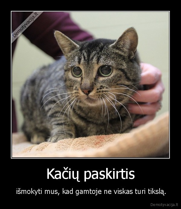 Kačių paskirtis