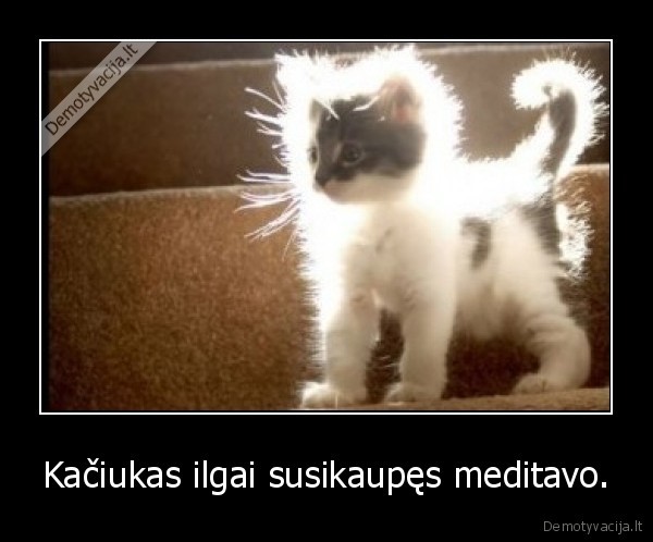 Kačiukas ilgai susikaupęs meditavo.