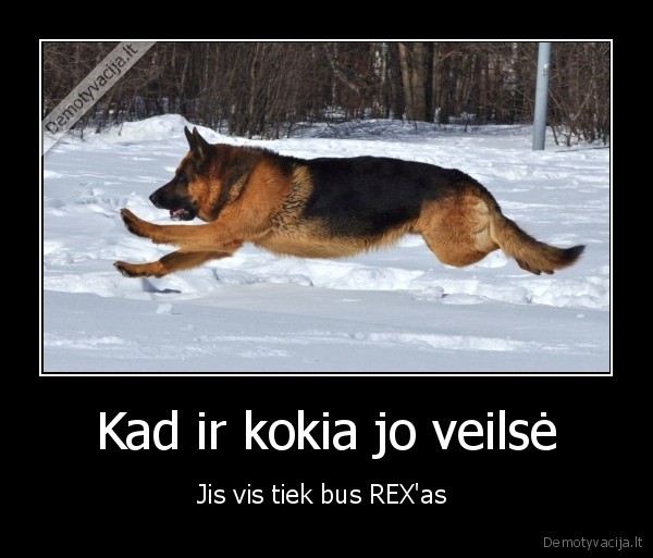 rex,komissar, rex,dafuq, rex, rexrexrex,rex, ftw