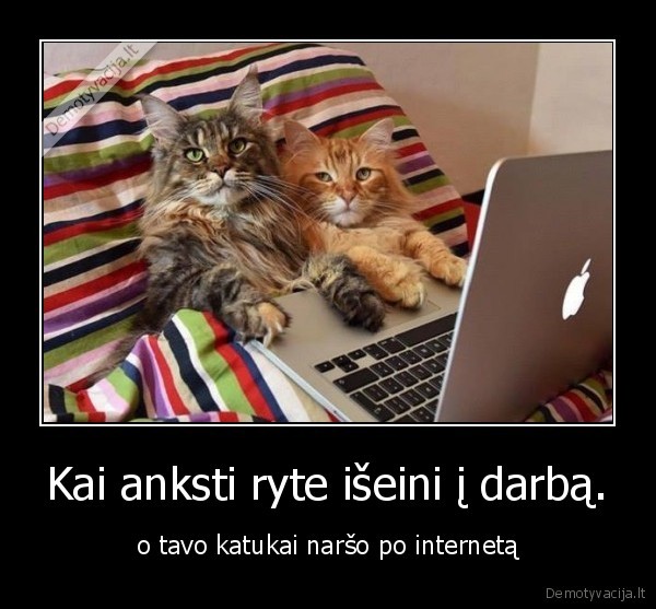 kate,katinas,kates,internetas,kompiuteris,lova,darbas