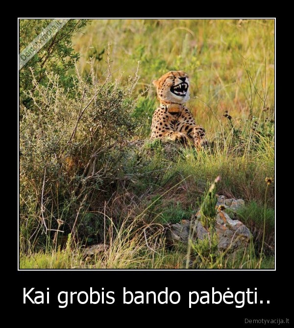 Kai grobis bando pabėgti..