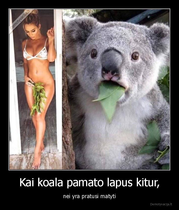 koala,lapai