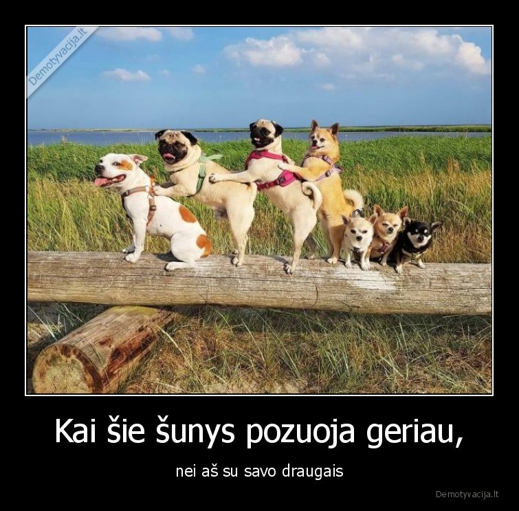 sunys,pozuoja,geriau,draugai