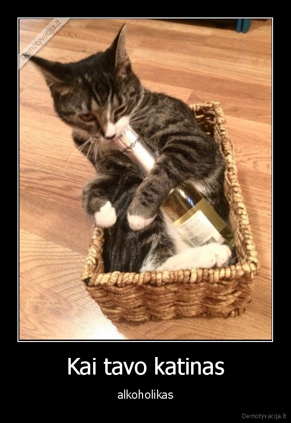 alkoholikas,katinas