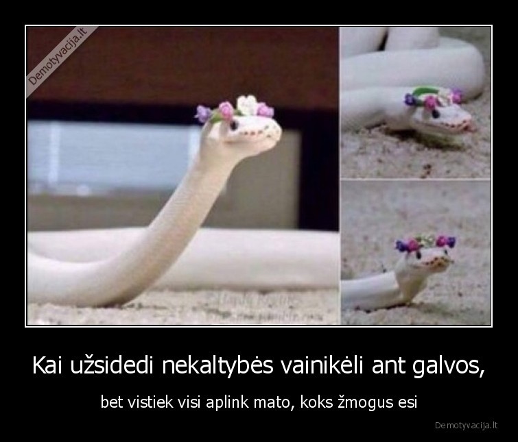 gyvate,vainikas,nekaltumas