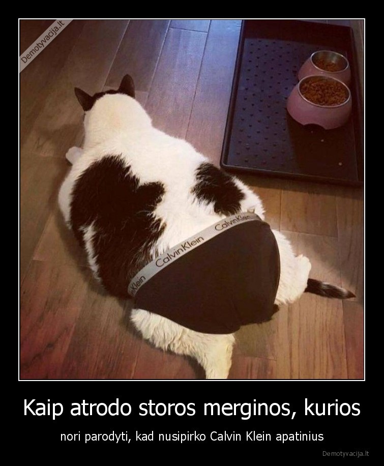 merginos,storas,katinas