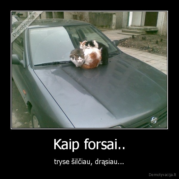 Kaip forsai..