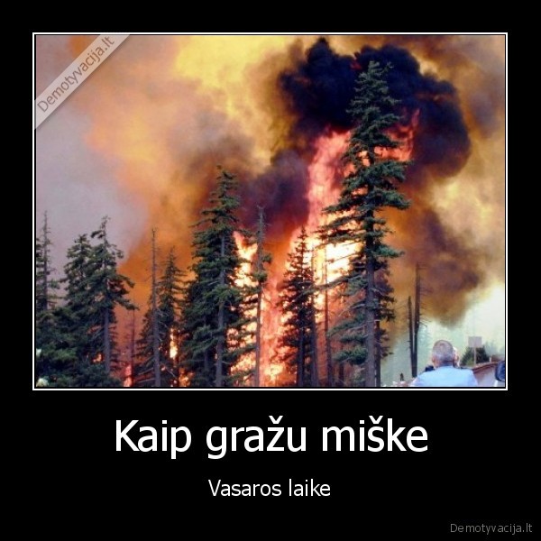 Kaip gražu miške