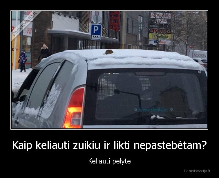 zuikis,pelyte,keliauja,nemokamai