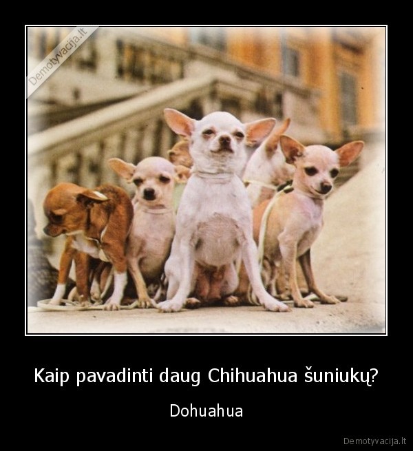 chihuahua