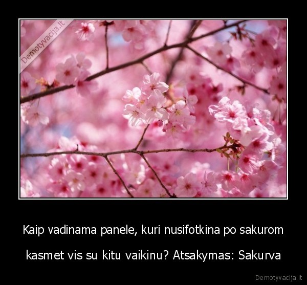 sakuros,sakurva,pasileidele