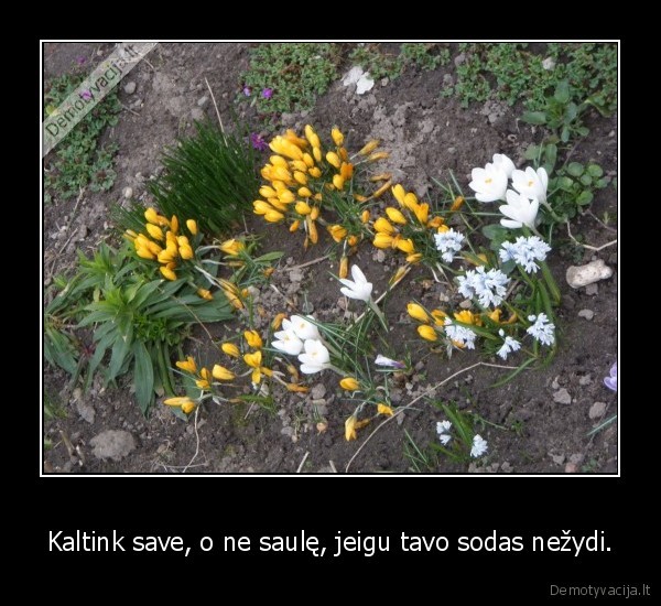 Kaltink save, o ne saulę, jeigu tavo sodas nežydi.