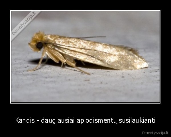 Kandis - daugiausiai aplodismentų susilaukianti