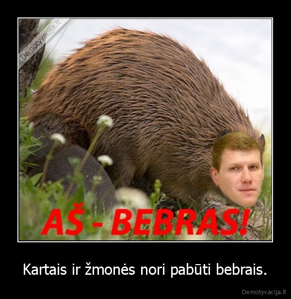 zmogus,bebras