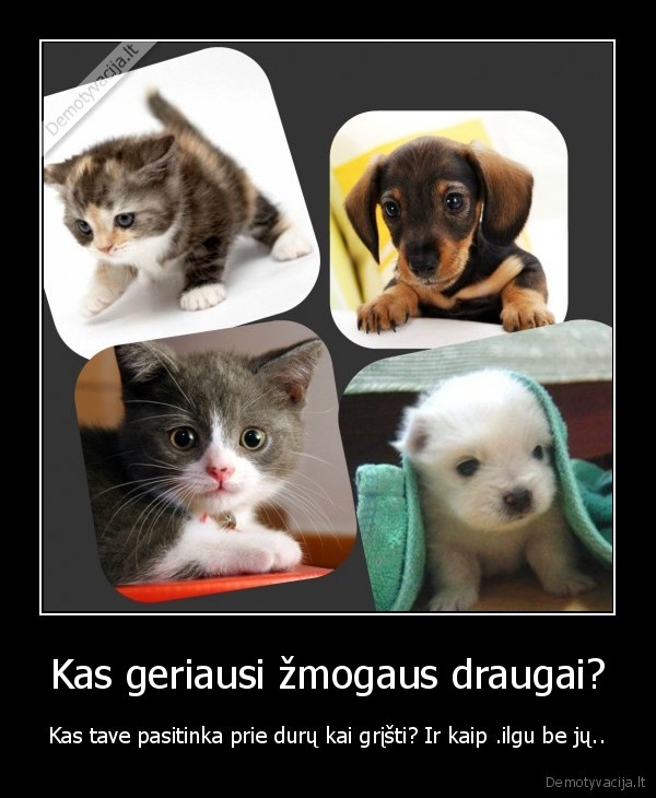 Kas geriausi žmogaus draugai?