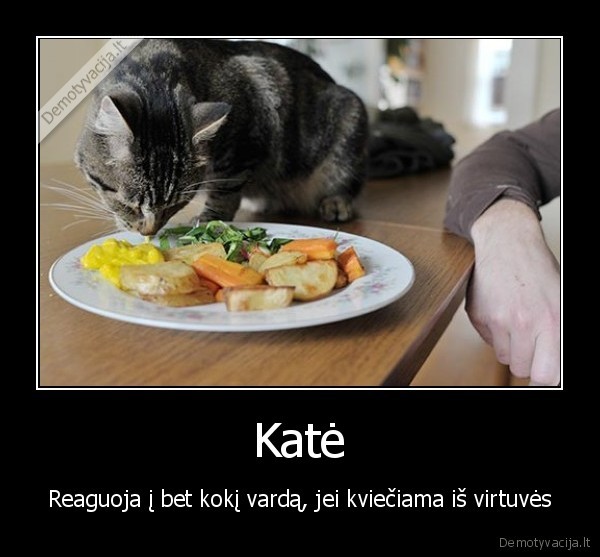 Katė