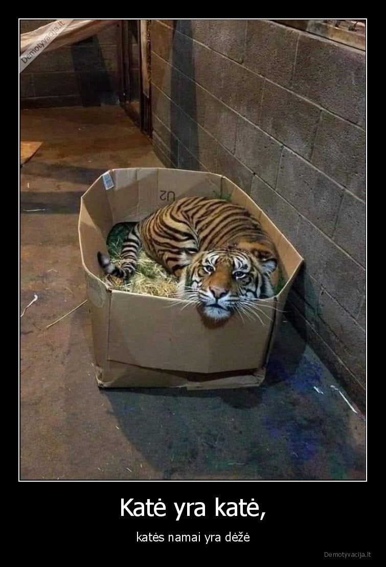 tigras,deze,namai,kate