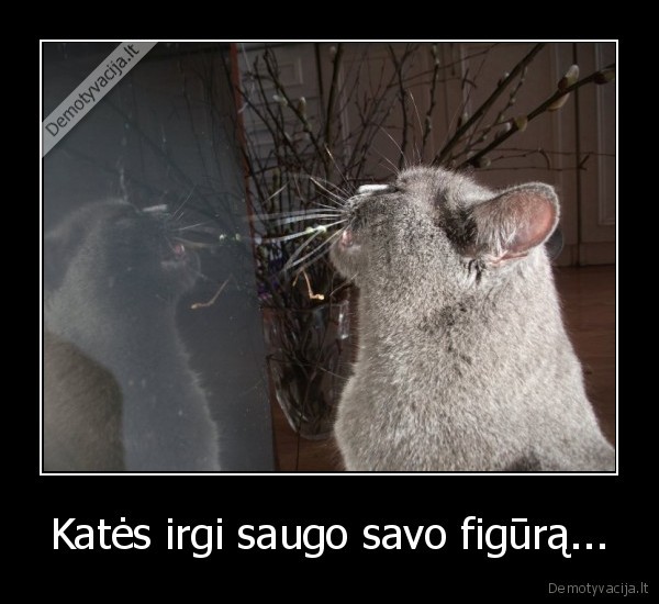 Katės irgi saugo savo figūrą...