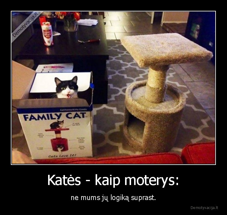 kate,katinas,logika,moteris