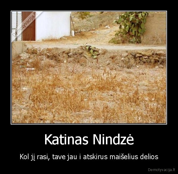 katinas,nindze,galvosukis