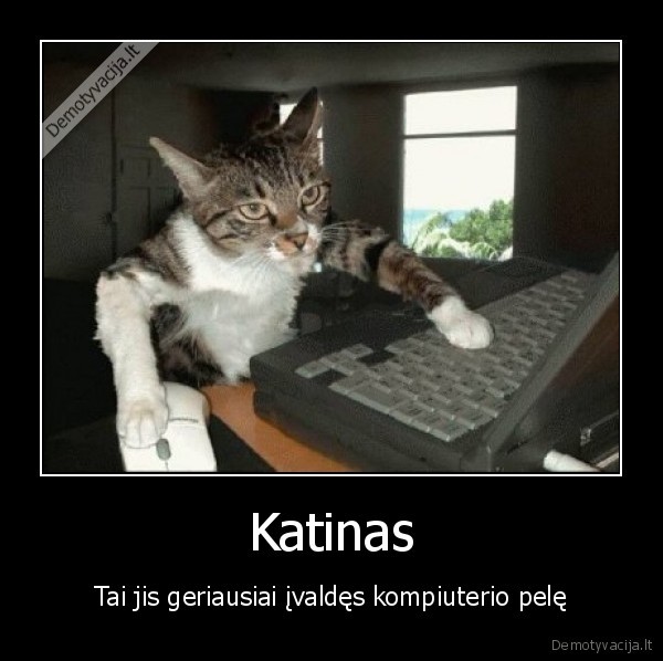 kompiuteristinis, katinas