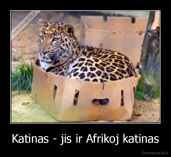 tigras, afrikoj